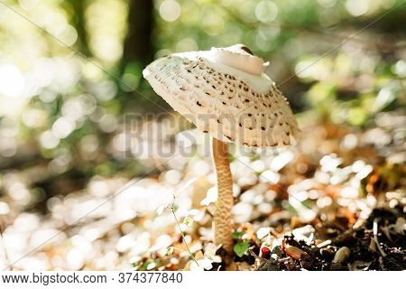 Lepiota Mushroom In The Grass With Autumn Foliage In The Forest.