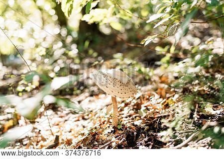 Lepiota Mushroom In The Grass With Autumn Foliage In The Forest.