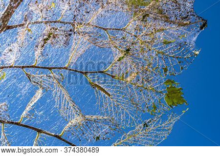 Caterpillars Made Cocoons On Tree. Caterpillars Ate All Leaves In Tree And Twined Branches Of Web In