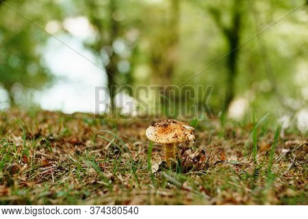 Lepiota Mushroom In The Grass With Autumn Foliage In The Forest.