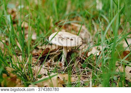 Lepiota Mushroom In The Grass With Autumn Foliage In The Forest.