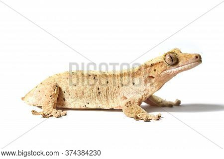 Dalmatian Crested Gecko Isolated On A White Background