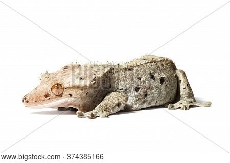Dalmatian Crested Gecko Isolated On A White Background