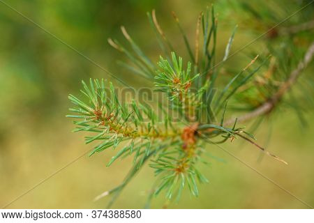 Young Branches Of Pine Tree. Closeup Of Green Pine Tree Young Needles.