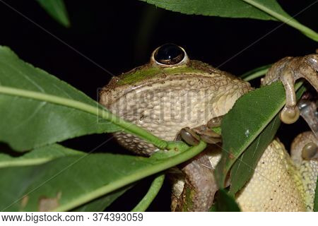 Head of a Cuban treefrog Osteopilus septentrionalis