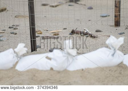 06/30/2020 Cape Cod Head Of Meadow Beach, Ma The Park Rangers Set Up Sand Bags And Iron Nets To Prot