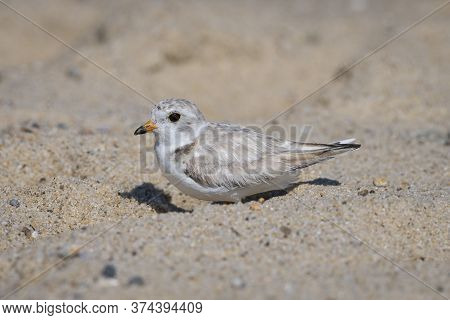 The Piping Plover Father Pretends To Sit Down To Protect Its Babies From The Human Beings. Cape Cod,