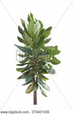 Young Avicennia Alba Blume Plants Is Growing At Mangrove Forests Isolated On White Background.