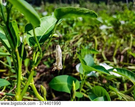 Calystegia Sepium Is A Species Of Bindweed, With A Subcosmopolitan Distribution Throughout The Tempe