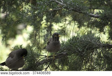 Close-up Of A Common Myna Bird (indian Myna) Sitting On A Tree