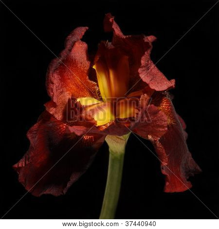 Bordo Iris