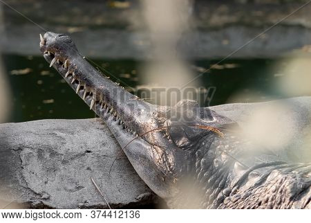 Closeup False Gharial Was Sunbathing On The Rock