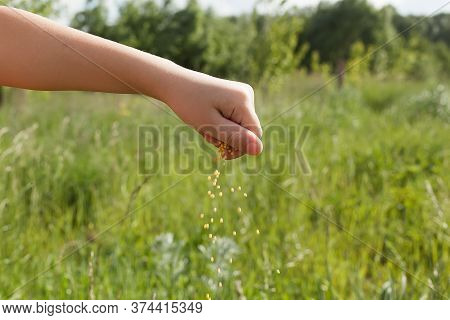 Farmer Hands Seeding Wheat And Maize. Agricultural Industry. Olericulture