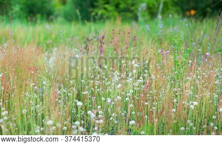Retro Flowers Background. Field Of Blooming White Dandelions.