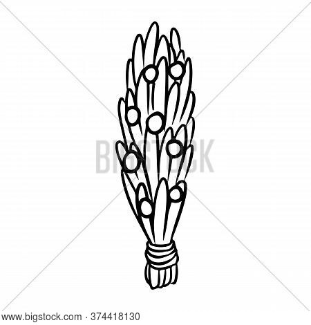 Juniper Stick Hand Drawn Smudge Doodle. Vector Isolated Cartoon Sage Herb Bundle Image. Smoking Clea