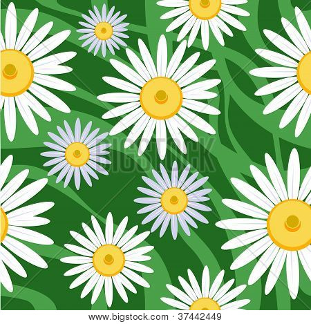 camomila Primavera sem costura