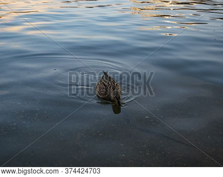 Mallard Duck Drinking Water From Lake Or Pond. Waterfowl Bird In River.