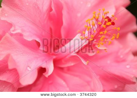 Fiore