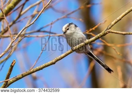 Long-tailed Tit On Branch (aegithalos Caudatus) Cute Little Bird