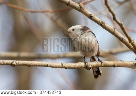 Long-tailed Tit On Branch (aegithalos Caudatus) Cute Little Bird