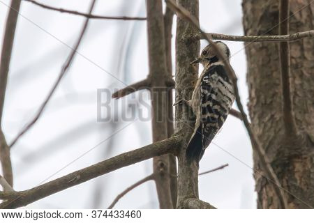 Lesser Spotted Woodpecker On The Branch (dryobates Minor)