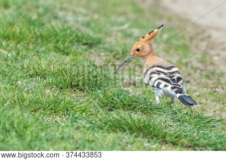 Hoopoe, Common Hoopoe (upupa Epops) Eurasian Hoopoe