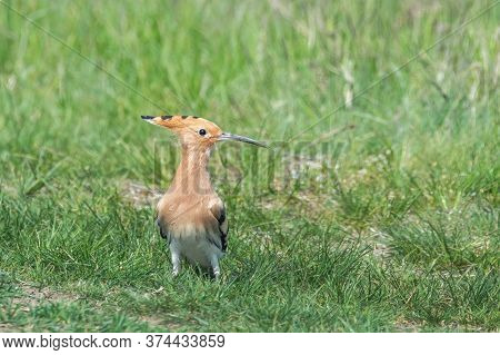 Hoopoe, Common Hoopoe (upupa Epops) Eurasian Hoopoe