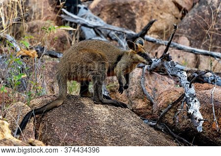 A Brush Tailed Rock Wallaby In The Australian Bush
