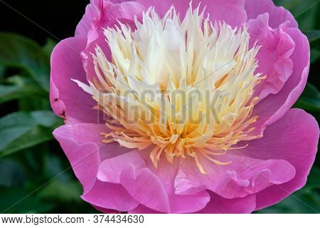 Part Of Pink Peonies In The Garden. Pink Peony Macro Photo. Burgundy Peony Flower. Closeup Of Pink P