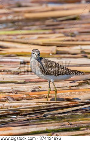 Sandpiper, Wood Sandpiper (tringa Glareola) Wader Bird Sandpiper