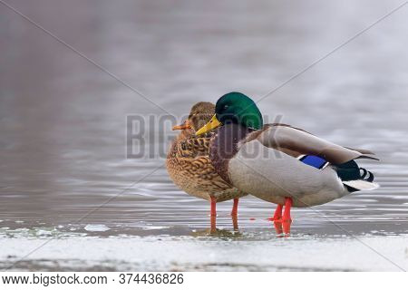 Wild Duck Pair On Ice In Winter Time (anas Platyrhynchos)