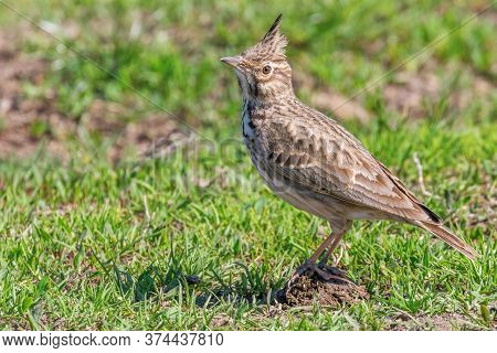 Crested Lark On Ground (galerida Cristata) Wildlife Close Up