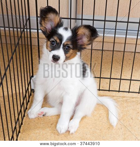 Papillon cucciolo In gabbia