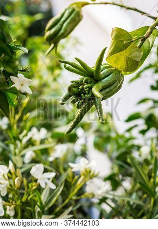 Buddha's hand fruit on the tree in the garden. Citrus medica. Fingered citron fruit from Asia