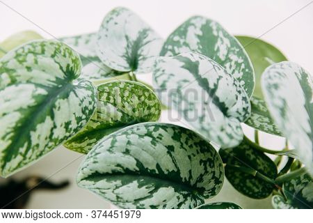 Lianas Of Epipremnum Marble Or Scindapsus Painted On A White Background, Home Plants