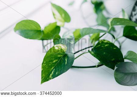 Lianas Of Epipremnum Marble Or Scindapsus Painted On A White Background, Home Plants