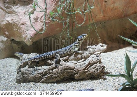 Steppe Agama, Trapelus Sanguinolentus Nature Desert Habitat Asiation Part On Russia And Kazakhstan