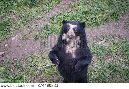 The American Black Bear (ursus Americanus, Previously Known As Euarctos Americanus) Stands On Its Hi