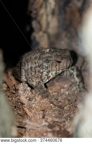 Toad With Orange Eyes Hiding Between Tree Roots In The Shade. Eye Is In Camera Focus