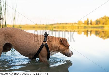 Dog Cools Down In A Swamp On A Hot Summer Day. Pets Loving Water, Swimming In The Pond And Enjoying 
