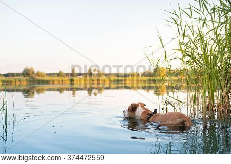 Dog Cools Down In A Swamp On A Hot Summer Day. Pets Loving Water, Swimming In The Pond And Enjoying 
