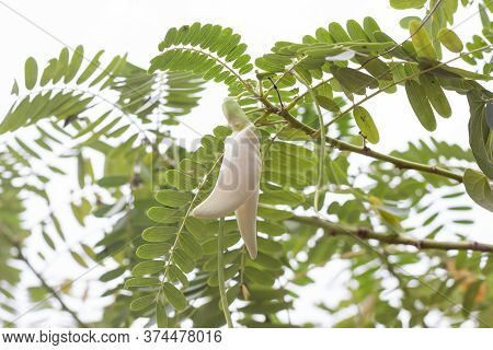 Agasta, Sesban, Vegetable Humming Bird, Butterfly Tree, Agati Bloom With Sunlight On Blur Nature Bac