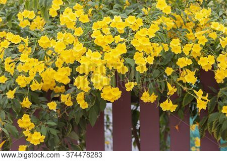 Yellow Elder, Trumpetbush, Trumpetflower Bloom On Edge The Fence For Background.
