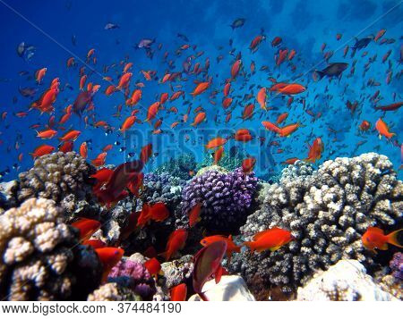 Pseudanthias Squamipinnis.sea Goldie. The Most Common Antias In The Red Sea. Divers See Him In Huge 