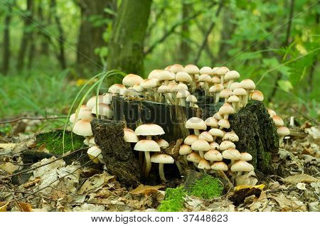 Rikin tupsu sieni (hypholoma Fasiculare)