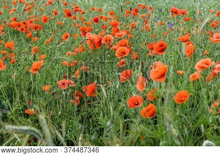 Huge Field Of Red Poppy Flowers