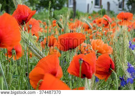 Huge Field Of Red Poppy Flowers In Green Grass