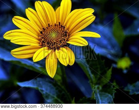 Bright Yellow Flowers With The Latin Name Heliopsis In The Garden On A Bed
