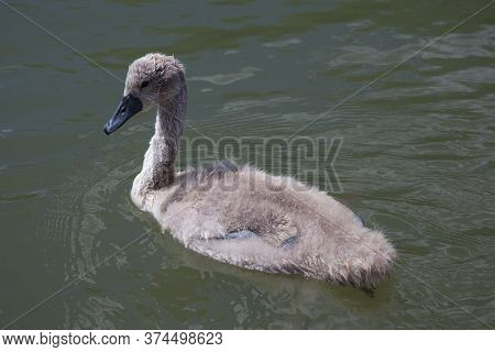 A Young Cygnet Swimming On The Thames In Oxfordshire In The Uk