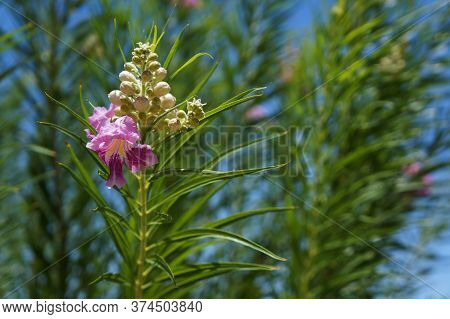 Desert Willow (chilopsis Linearis) Blossom, Selective Focus On The Flower, Copyspace